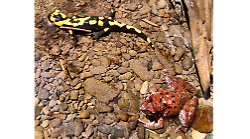 Tritoni, salamandre e rane traslocano per i lavori nel loro habitat contro il rischio idrogeologico