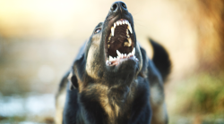 Cane di grossa taglia scavalca la recinzione e sbrana un cagnolino uccidendolo: sanzionato il padrone