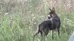 Avvistato lupo a Valfabbrica. Il video