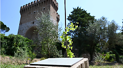 Gli alberi di Hiroshima rivivono a Perugia come messaggeri di pace. Nell'orto di Agraria i semi delle piante rinate nel cratere dell'atomica 