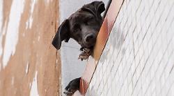 Il cane abbaia e lo getta dal balcone uccidendolo. Cosa rischia ora la donna? Dalla multa al carcere