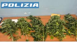 Litiga con la coinquilina e chiama la polizia, che scopre 2 chili di piante di marijuana sul balcone.  Scattano le denunce
