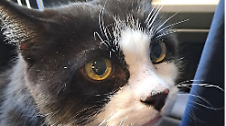 Il gatto scomparso, un paese che si mobilita e il sindaco che lo riporta in auto