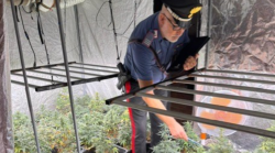 Segnala la morte della coinquilina e i carabinieri scoprono una piantagione di marijuana in casa: arrestato 39enne
