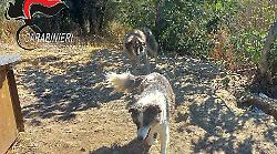 Cani legati ad una pianta sotto il sole rovente: liberati e salvati. Denunciato il proprietario