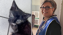 Gatti lanciati dal finestrino, Enpa: "Denunciamo i sindaci per omissione di soccorso se succede ancora che il pronto intervento non funziona"