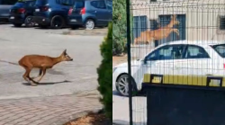 Capriolo vaga per strada a Ellera, si infila in un parcheggio e schiva un'auto con un incredibile balzo: il video