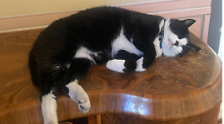 Tutti pazzi per il gatto Saverio che adesso ha la medaglina in caso di nuova fuga