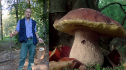 Funghi, sarà una stagione eccezionale. Occhio al calendario: ecco quando cercarli. Parla l'esperto: "Buone premesse per i porcini"