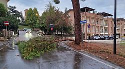 Ancora maltempo e danni: alberi caduti e torrenti esondati 