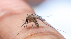 Donna positiva al West Nile virus: è il primo caso in Umbria