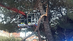 Pericolo pini in via dei Filosofi a Perugia. "Patrimonio arboreo trascurato, c'è bisogno di una gestione seria"