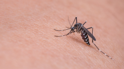 Caso West Nile in Umbria: la paziente è una farmacista. Ha contratto il virus in Basilicata