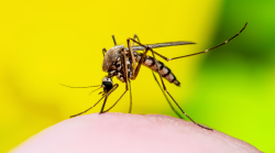 Caso West Nile virus a Perugia: c'è l'ordinanza del Comune per la prevenzione. Ecco le misure e le raccomandazioni 