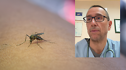 West Nile, il primario Tacconi (malattie infettive): "Dopo il caso autoctono possibili anche altri. Ridurre la circolazione di zanzare"