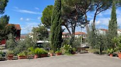 Arezzo, il parroco taglia quattro pini secolari "sono pericolosi", ma la comunità insorge