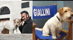 Rocco Schiavone, la cagnolina Lupa è interpretata da Gennarino di "Affari Tuoi". La storia del cane attore