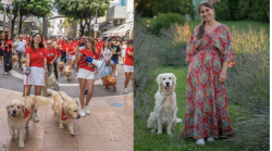 Soci diventa capitale dei Golden Retriever: un fiume dorato di oltre 150 cani da tutta Italia