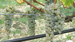Pecorino? È un vitigno dell'Umbria
