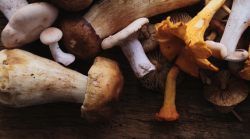 Raccolta funghi, è stagione da record: cestini pieni di porcini e ovoli. Ma già tre intossicati