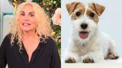 Antonella Clerici innamorata del cagnolino di Affari tuoi: "Anch'io voglio il mio Gennarino a E' sempre mezzogiorno"