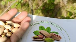 I pistacchi di Falciano conquistano la grande distribuzione e le gelaterie. Produzione super