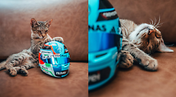 Kitty Antonelli, la nuova mascotte della Formula 1. Il gattino che ha conquistato il paddock di Baku
