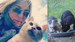 L'incontro con il micio Jack sulla tomba del compagno, 9 anni di premure per i gatti e ora la colonia felina. La storia di Serena