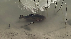 Avvistato piranha nella diga di Arezzo