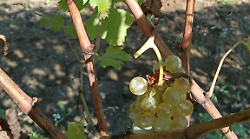 Marsciano, ladri saccheggiano vigneti: rubati 15 quintali di uva 