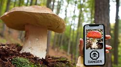 Funghi velenosi, come riconoscerli? Le migliori app da scaricare sul telefono