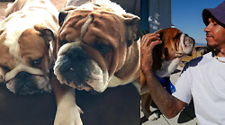 "Ora è insieme a Coco". L'addio straziante di Lewis Hamilton al suo cane Roscoe: "Ho perso il mio migliore amico"