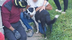 Cane si infila all'interno di una tubatura e rimane incastrato. Salvato dai vigili del fuoco 