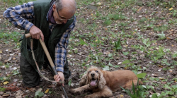 Il cortometraggio Lorenzo e Leo vince al Pet Carpet Film Festival: scopri la storia tifernate del cane cieco campione di tartufi