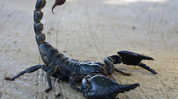 Oroscopo, è il mese del segno più affascinante: lo scorpione. Il suo veleno viene venduto a cifre da capogiro ma c'è chi lo tiene in casa come animale da compagnia