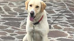 Il cane Rudy rinato due volte: salvato dall'abbandono e ora con un'operazione al cuore