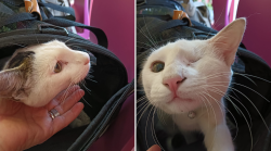 Gatto in mezzo ai binari salvato dalla Polizia ferroviaria, scatta appello e la proprietaria lo ritrova