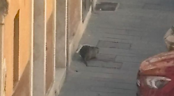Grossa nutria a spasso per il centro storico di Foligno 
