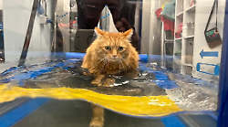 E' morto Ty, il gatto trovatello che nuotava in piscina per combattere contro l'obesità: pesava 14 chili