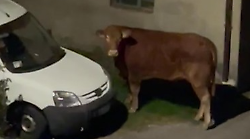 Vitelli in fuga dal mattatoio vagano per le strade: uno abbattuto, per l'altro appello animalista: "Salviamolo"