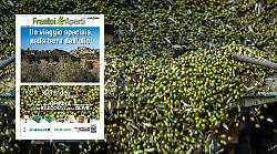 Un viaggio nella terra dell'olio: sfoglia l'inserto speciale Frantoi aperti