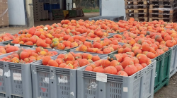 Non solo Halloween, è boom di zucche alimentari: tante varietà richieste dal mercato, parla il produttore