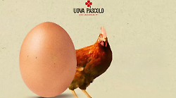 Le galline che ascoltano la musica classica, così nascono le uova bio che piacciono anche in Cina