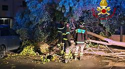 Terni, gran lavoro per i vigili del fuoco alle prese con il maltempo. Vento e pioggia abbattono un albero che cade su un'auto