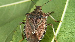 Autunno, stagione delle cimici: ecco come teneri lontani questi insetti (e la puzza) con rimedi naturali