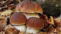 Dalla raccolta al tuo piatto: quante ricette con i funghi