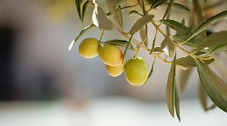 Flos Olei 2026, anche l'Umbria trionfa nel concorso dedicato ai migliori oli extravergine di oliva del mondo 