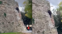 Come l'Uomo Ragno si arrampica sulle mura: il caso che incuriosisce e preoccupa