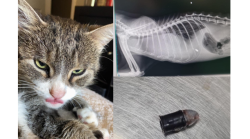 Colpo di pistola contro il gatto: Brando muore, l'associazione Casa Mauu fa denuncia e lancia la proposta di una statua