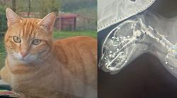 "Hanno sparato col fucile al mio gatto". La denuncia sui social: ora Leo rischia di rimanere cieco